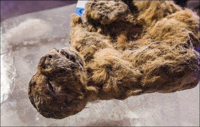 В Якутии сделан первый шаг к клонированию пещерных львов