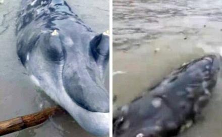 Читать То ли монстр, то ли редкий кит: У берегов Китая рыбаки поймали неопознанное существо
