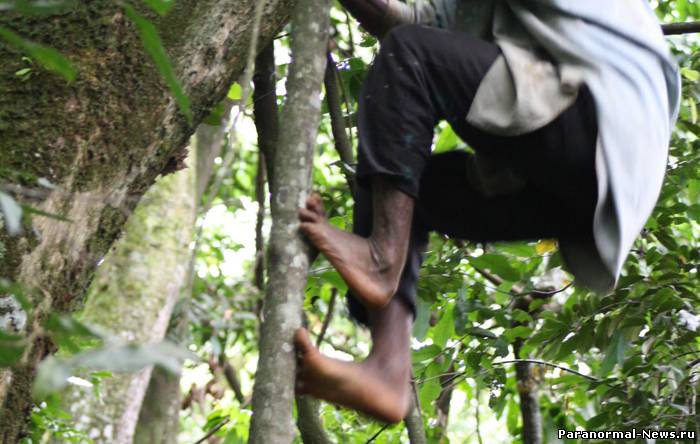 В Африке изучили племя пигмеев с обезьяньими ногами